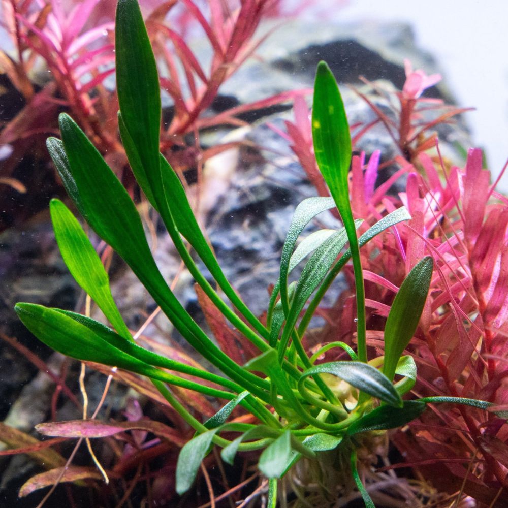 Cryptocoryne parva Aquadepot
