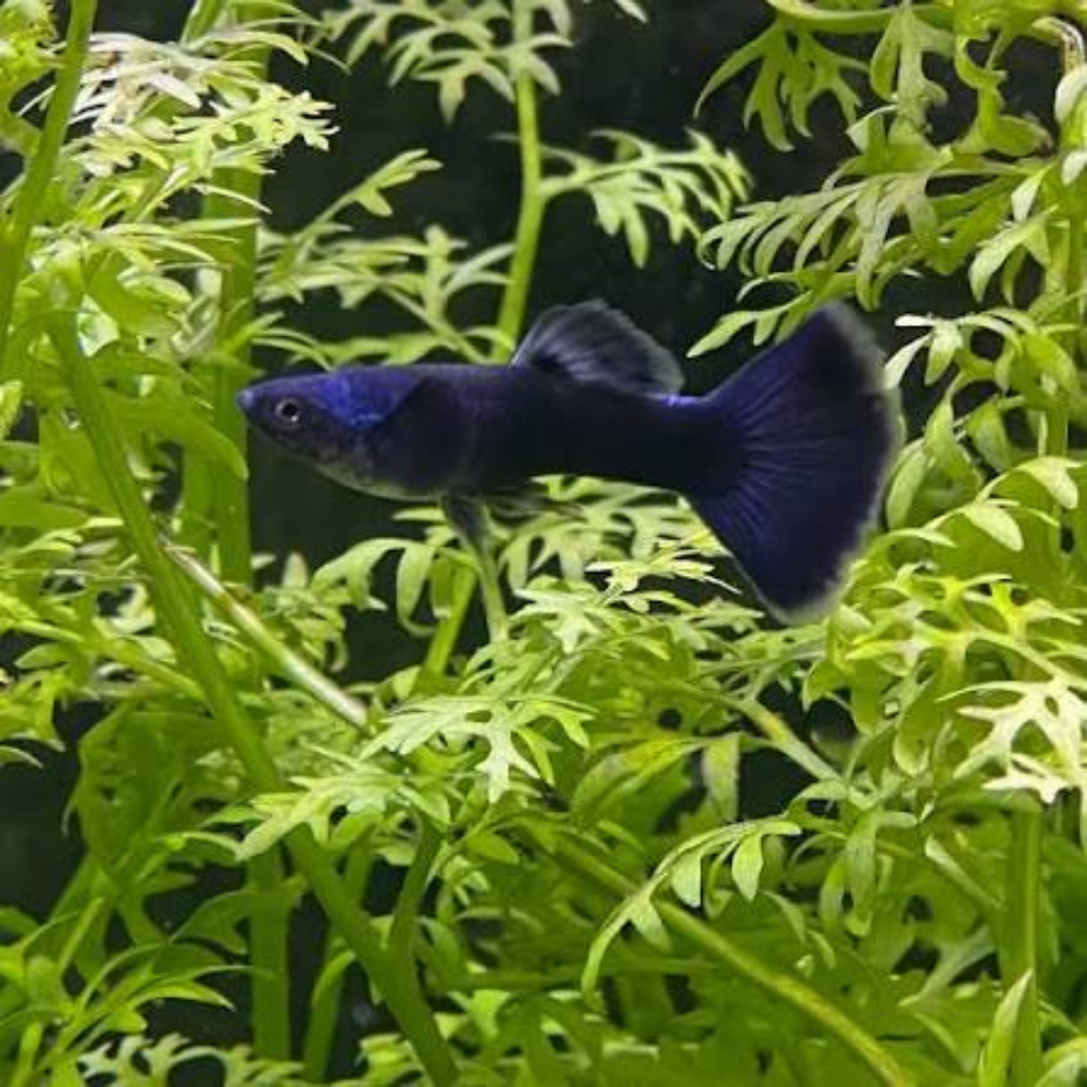 Guppy - Blue Moscow Indo