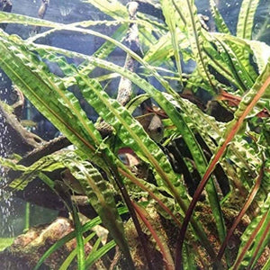 Rare Plant - Cryptocoryne Balansae Pisces