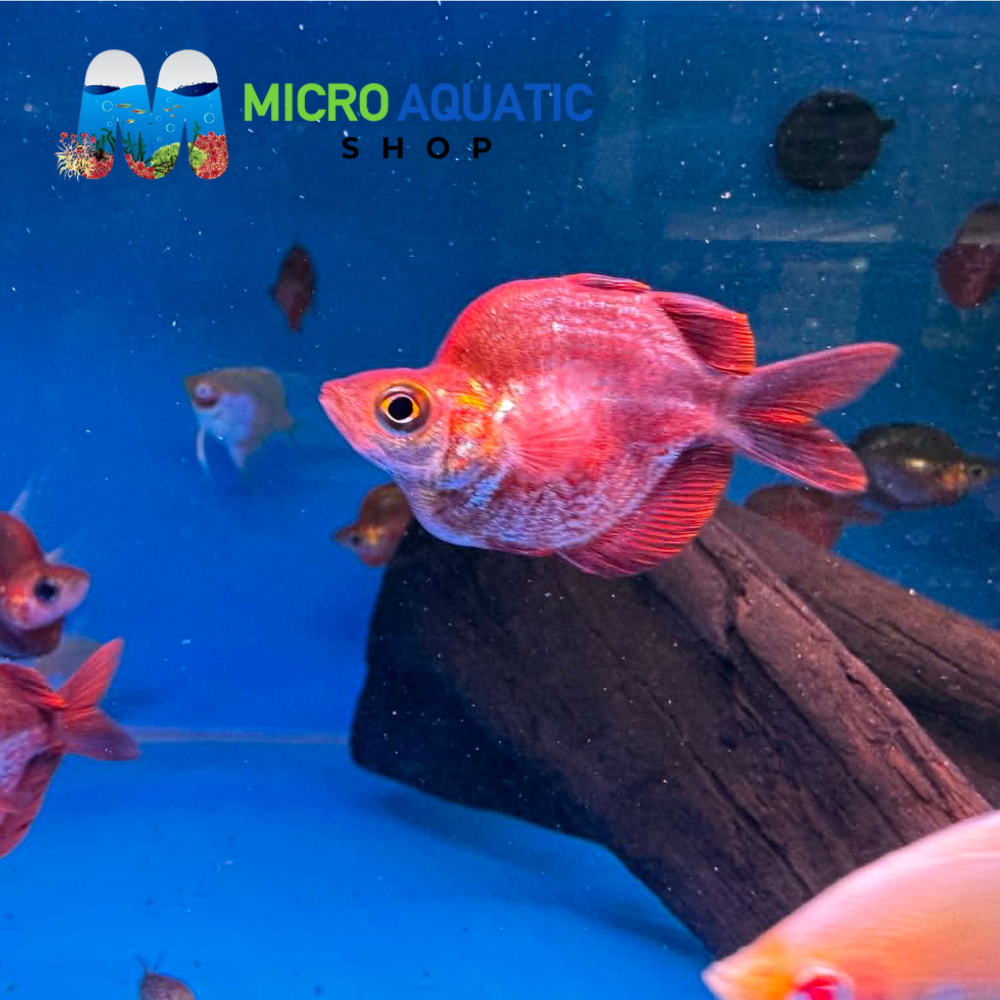 Red Salmon Balloon