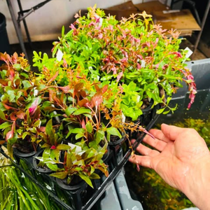 Bulk Buy Assorted Aquatic plant Micro Aquatic Shop