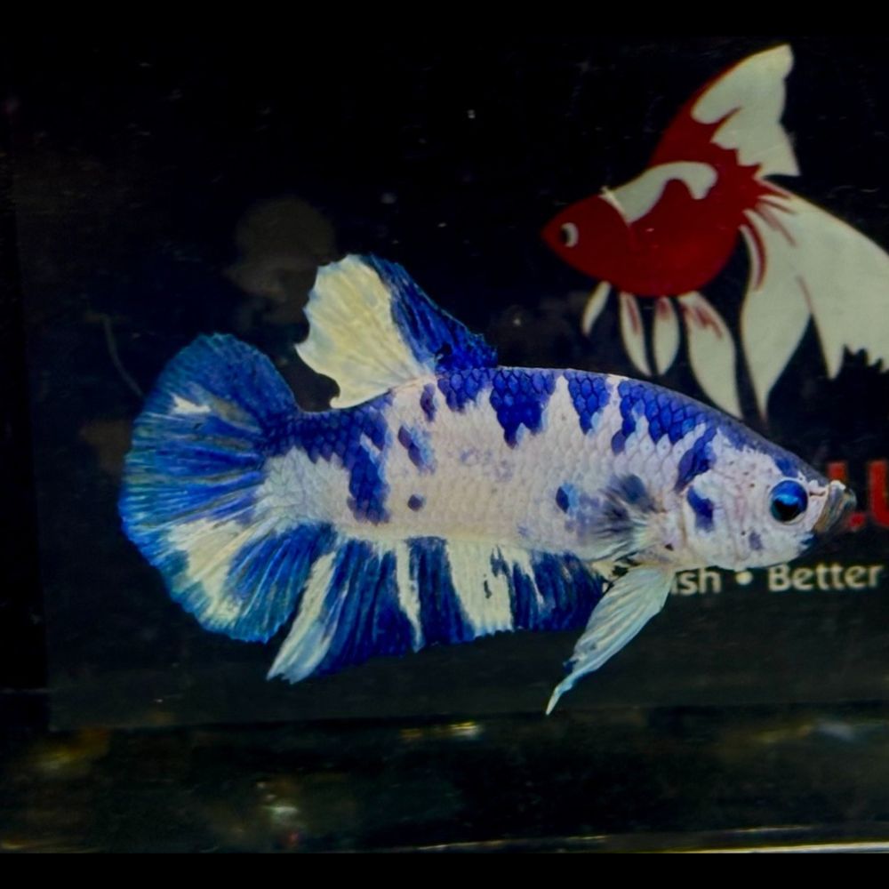 Betta - Blue Marble Aquatic Solutions