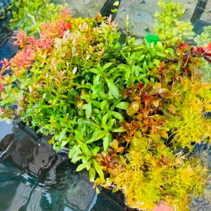 Bulk Buy Assorted Aquatic plant Micro Aquatic Shop