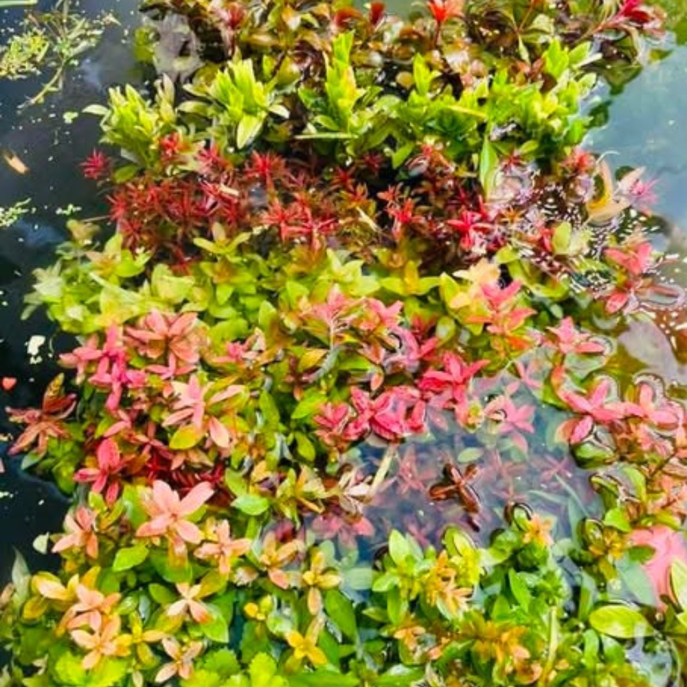 Bulk Buy Assorted Aquatic plant Micro Aquatic Shop
