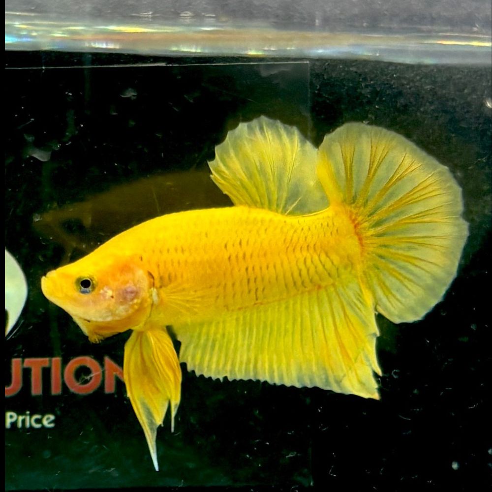 Betta - Super Yellow Aquatic Solutions