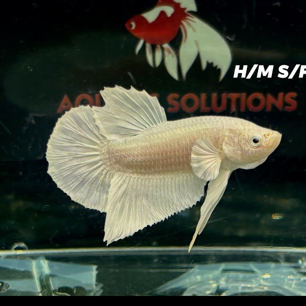 Betta - Halfmoon Platinum Aquatic Solutions