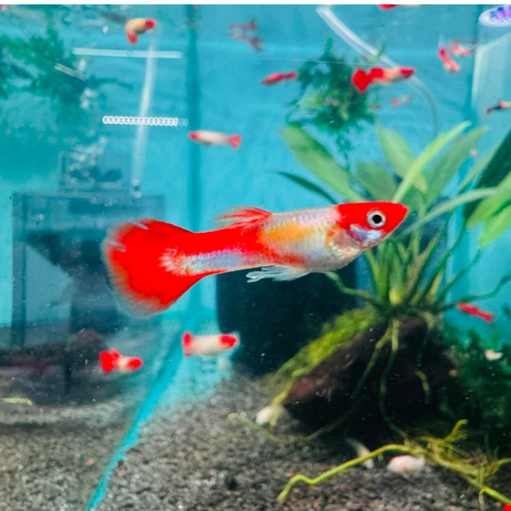 Guppy - Platinum Koi Aquatic Solutions