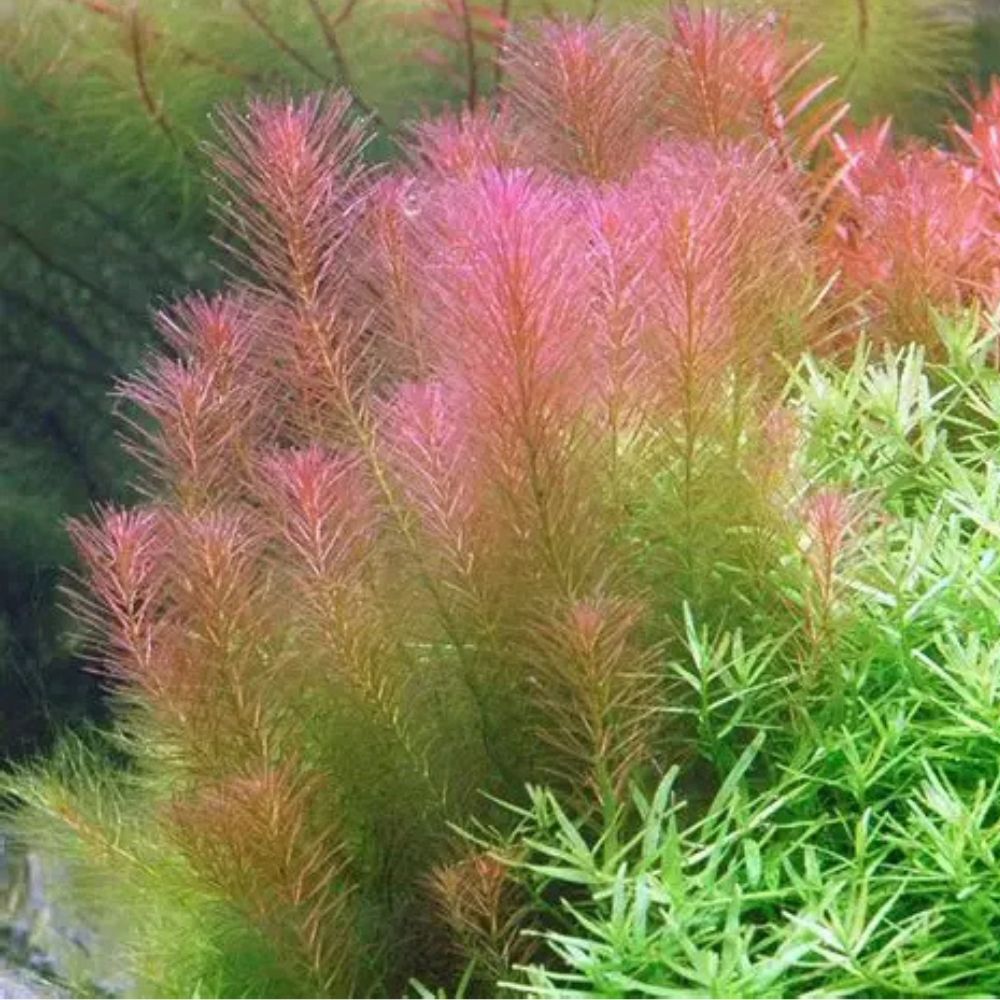 Rotala wallichii Liverpool Creek