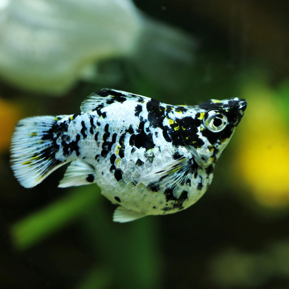 Mollies - Silver Marble Balloon 2-3cm Aquatic Solutions