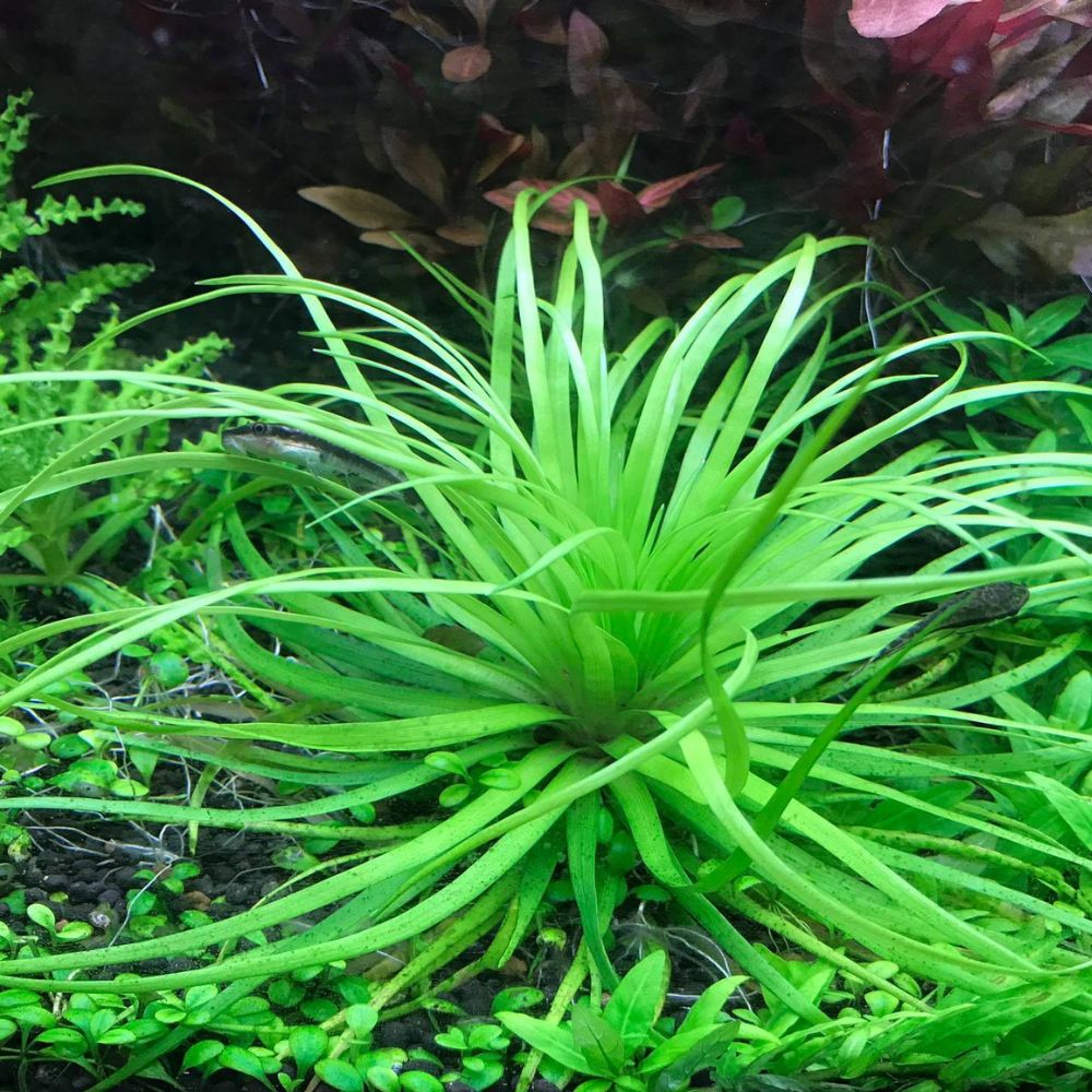Rare Plant - Syngonanthus Macrocaulon Belem Liverpool Creek