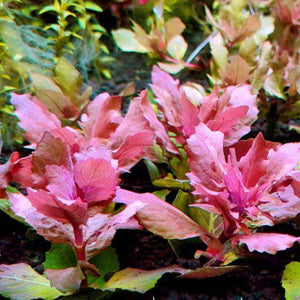 Rare Plant - Hygrophila triflora – Red Water Wisteria Micro Aquatic Shop