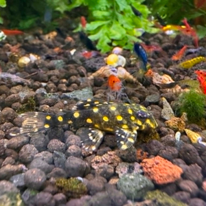 L201 Orinoco Angel Pleco 3cm Micro Aquatic Shop
