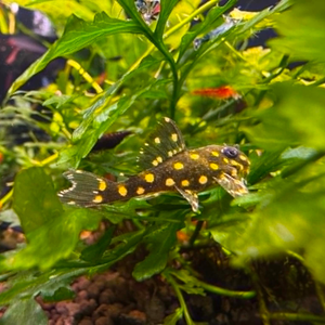 L201 Orinoco Angel Pleco 3cm Micro Aquatic Shop