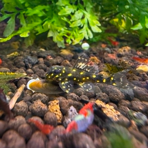 L201 Orinoco Angel Pleco 3cm Micro Aquatic Shop