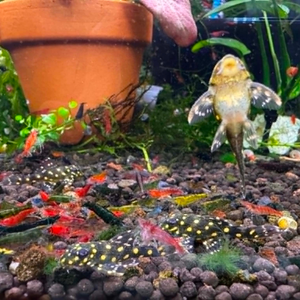 L201 Orinoco Angel Pleco 3cm Micro Aquatic Shop