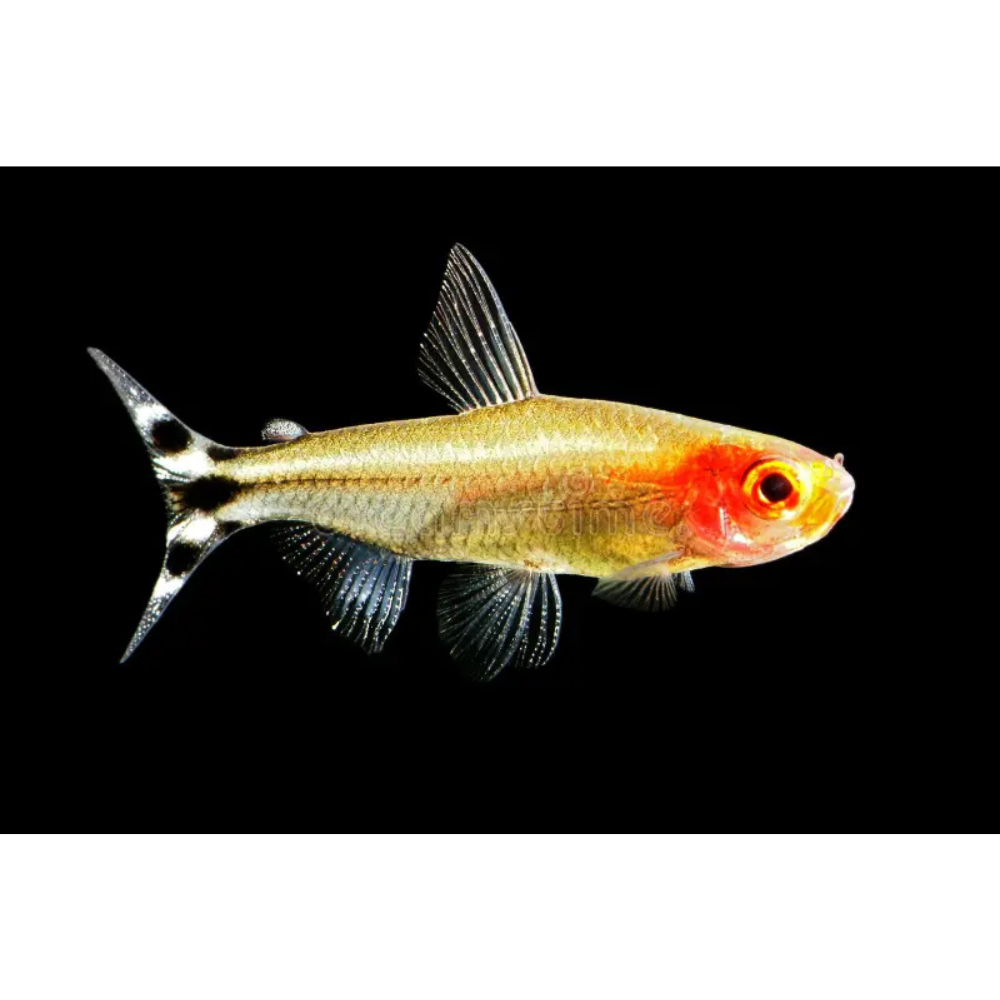 Tetra - Rummynose Golden 3-4cm Aquatic Solutions