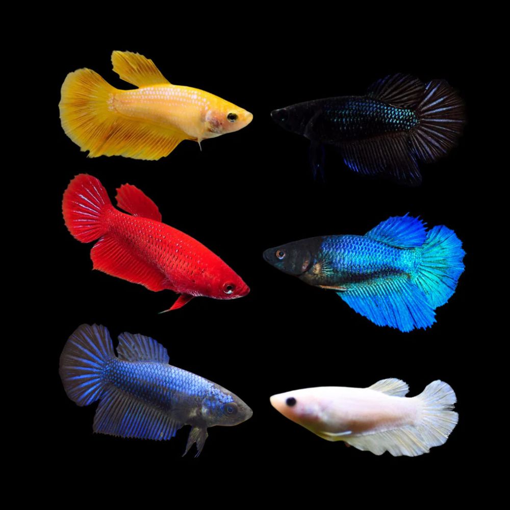 Betta - Assorted Female Halfmoon (FHM) Aquatic Solutions