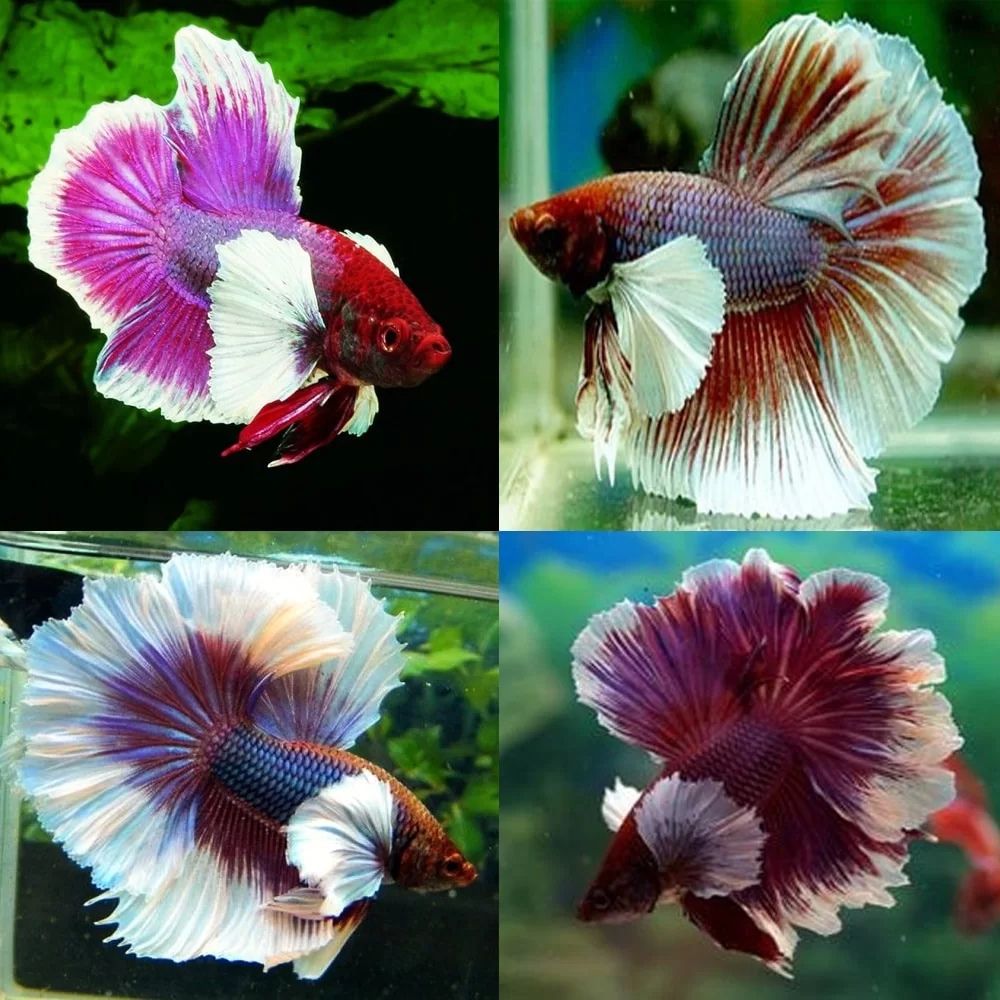 Betta - Dumbo Ear Male (LFEE) Aquatic Solutions