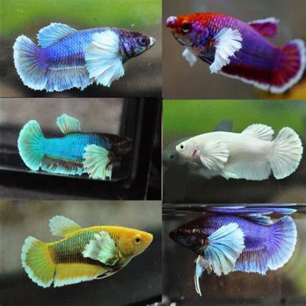 Betta - Dumbo Ear Female (FLFEE) Aquatic Solutions