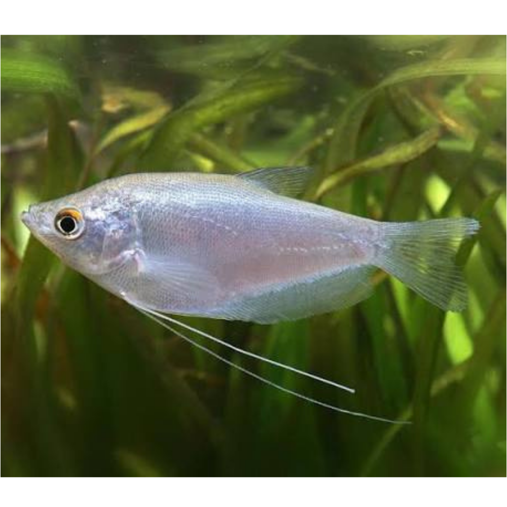 Gourami - Moonlight