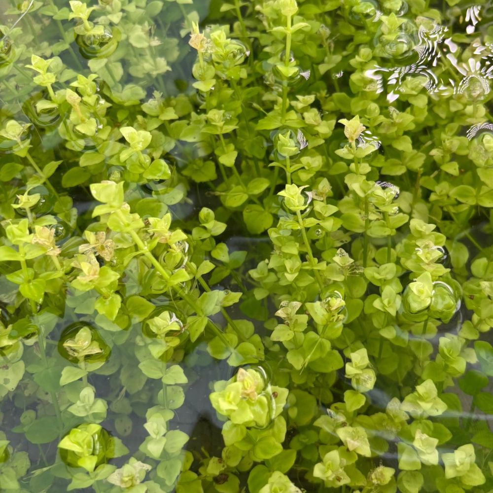 Lindernia green - Baby Tears Micro Aquatic Shop