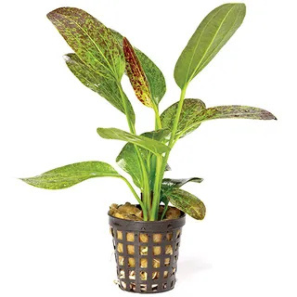 Rare - Echinodorus Green Flame Pisces