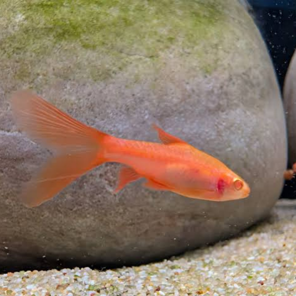 Barb - Cherry Albino Long Fin 2-3cm