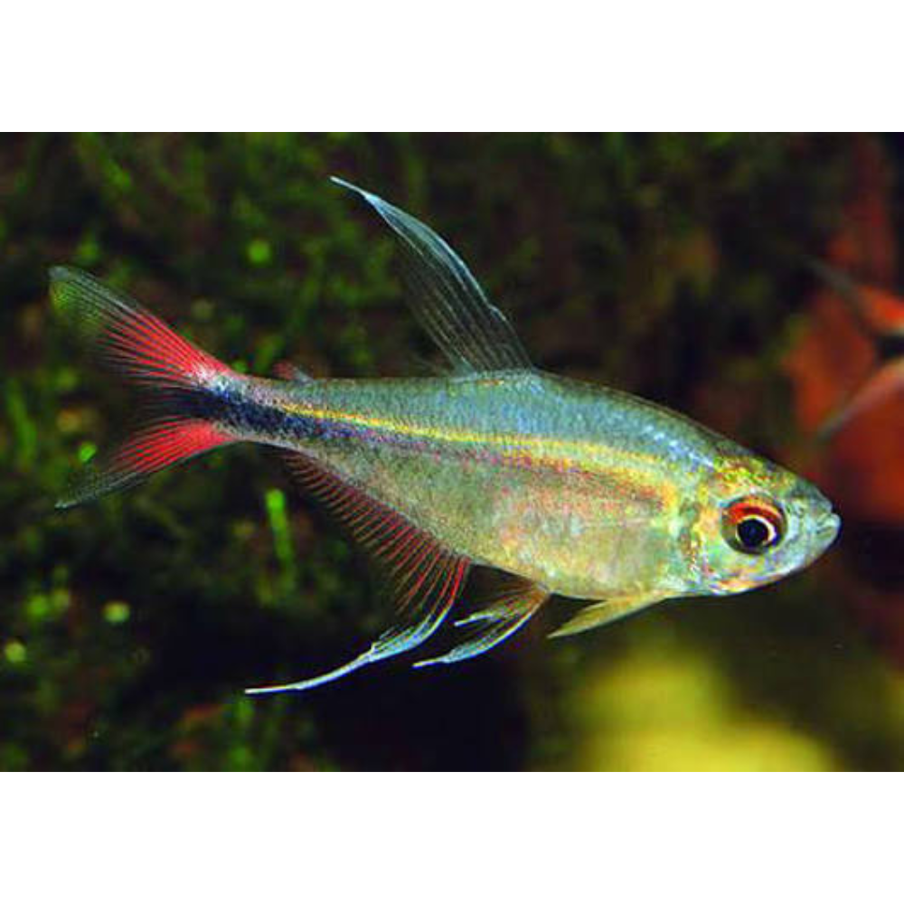Tetra - Phoenix 3-4cm Micro Aquatic Shop