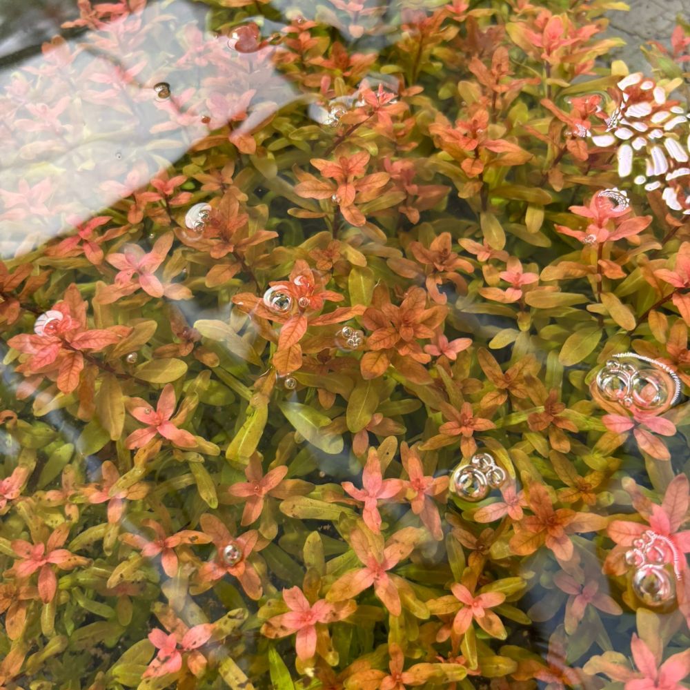 Ludwigia inclinata Micro Aquatic Shop