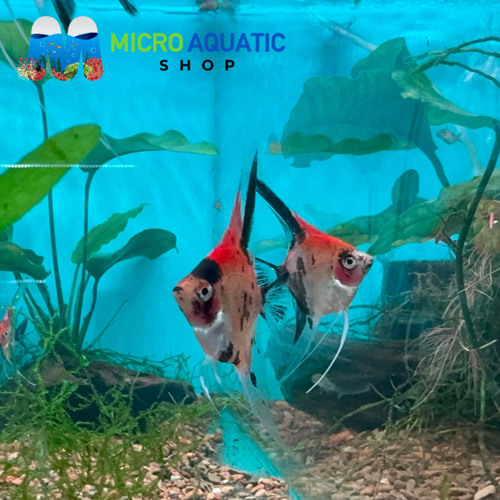 Angel Fish - German Red Devil Angel *RARE*