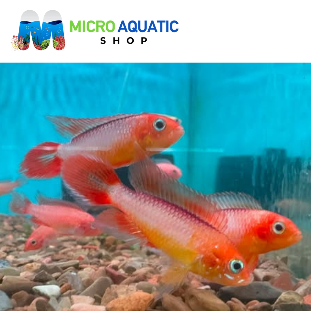 Dwarf Cichlid - Apistogramma Gold Fire Red *RARE*