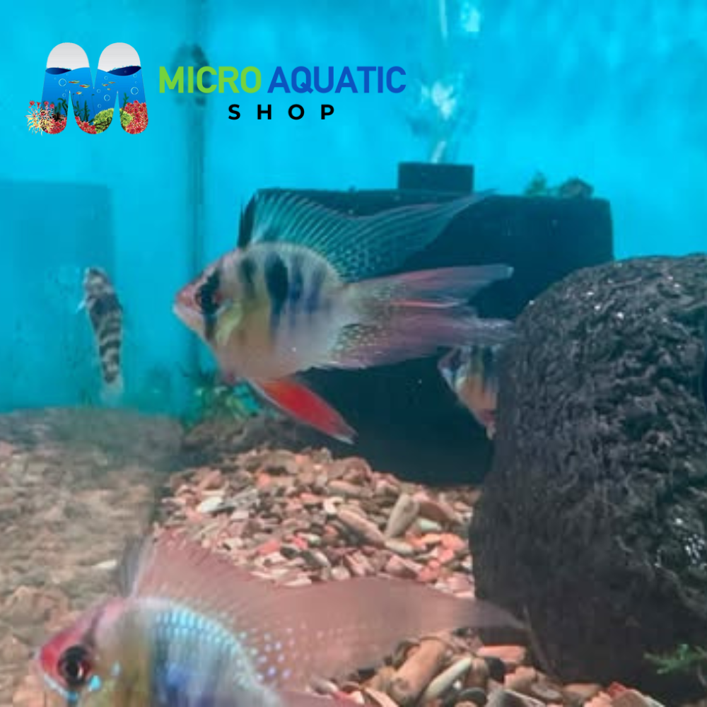 Dwarf Cichlid - German Balloon Ram (Microgeophagus Ramirezi) 3cm Show