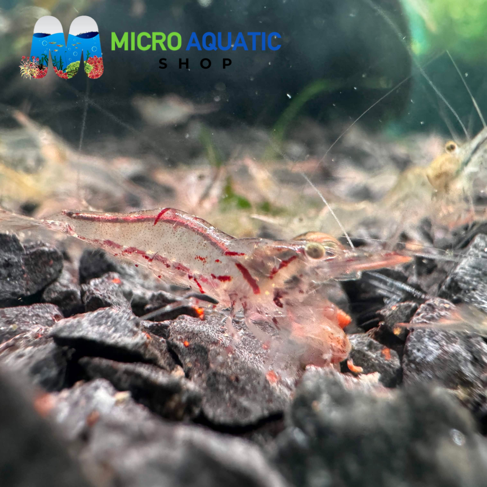 NQ Ultimate Algae Eating Shrimp Type 2 - Australian Native Shrimp 2cm