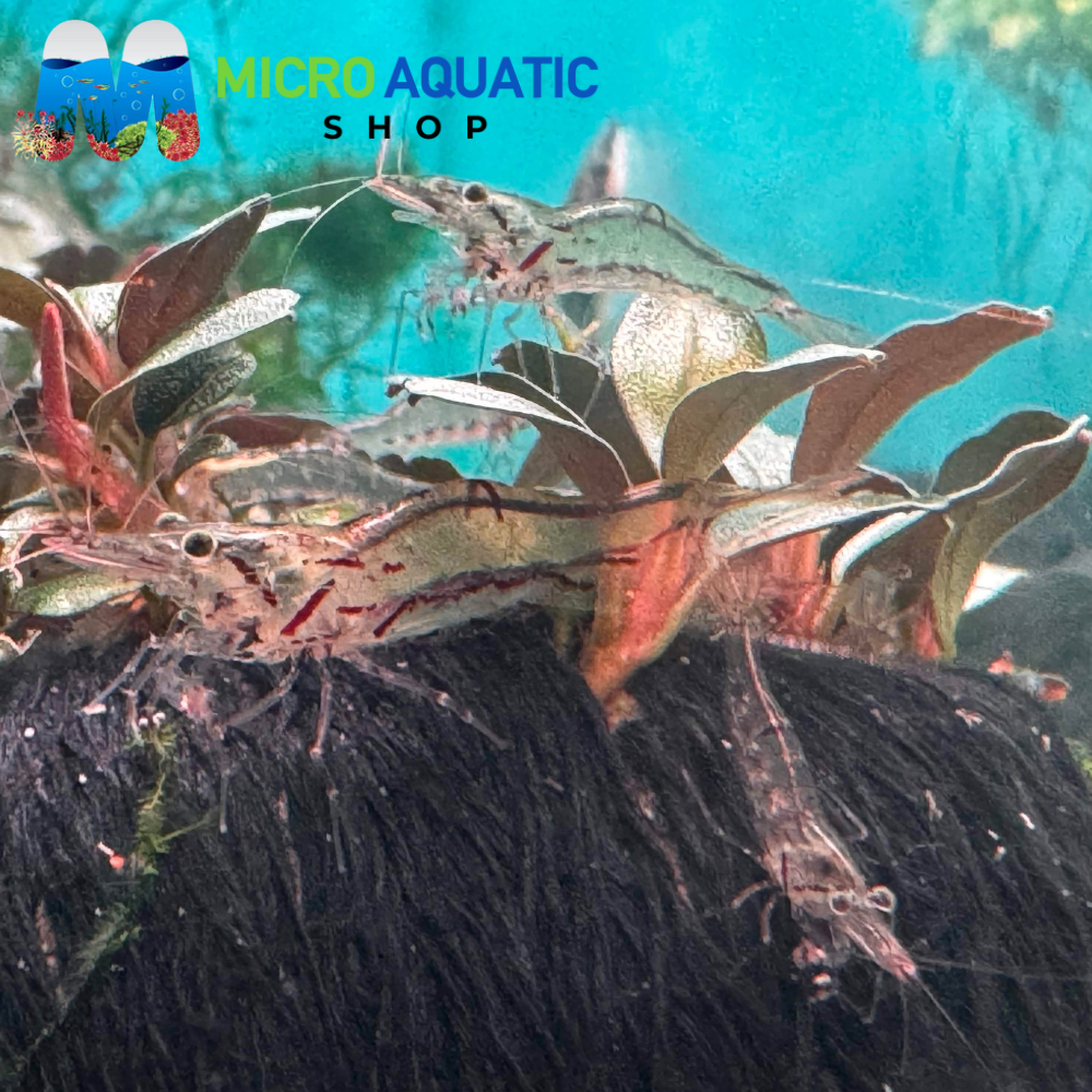 NQ Ultimate Algae Eating Shrimp Type 2 - Australian Native Shrimp 2cm