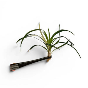Rare Nano Plant - Eriocaulon Vietnam Variegated Aquadepot