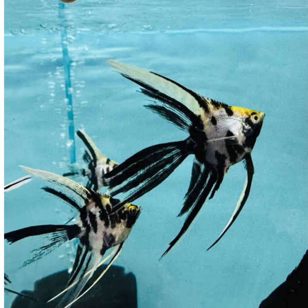 Angel Fish - Marble Veiltail FishHUB