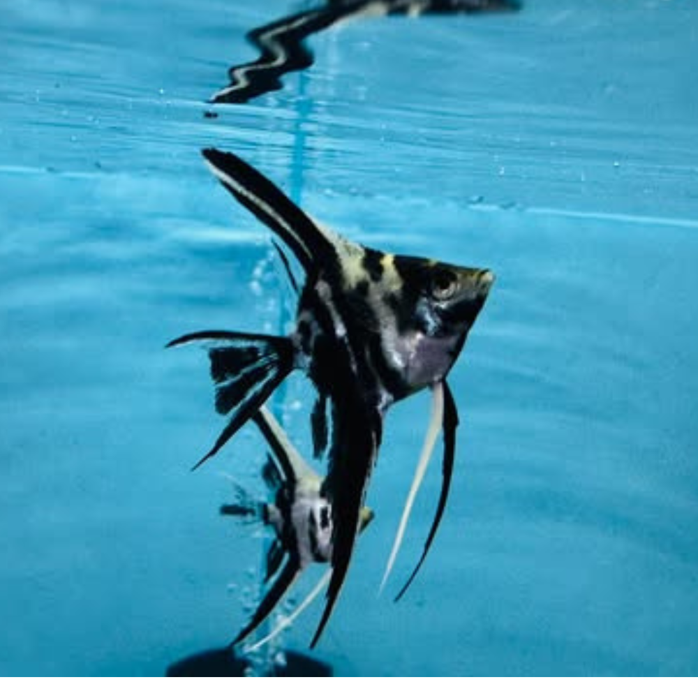 Angel - Marble Veiltail FishHUB