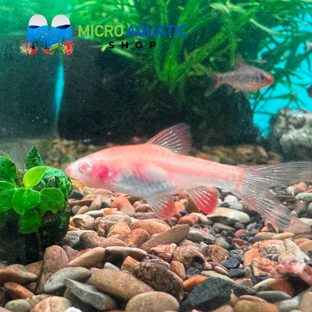 Barb - Cherry Albino Long Fin 2-3cm