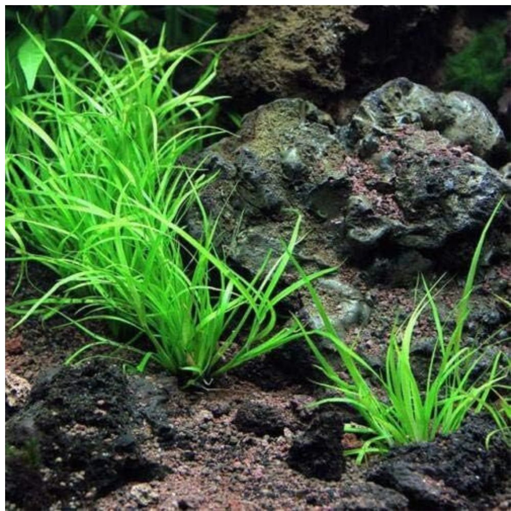 Rare Plant - Echinodorus quadricostatus- Broad Leaf Chain Sword Pisces
