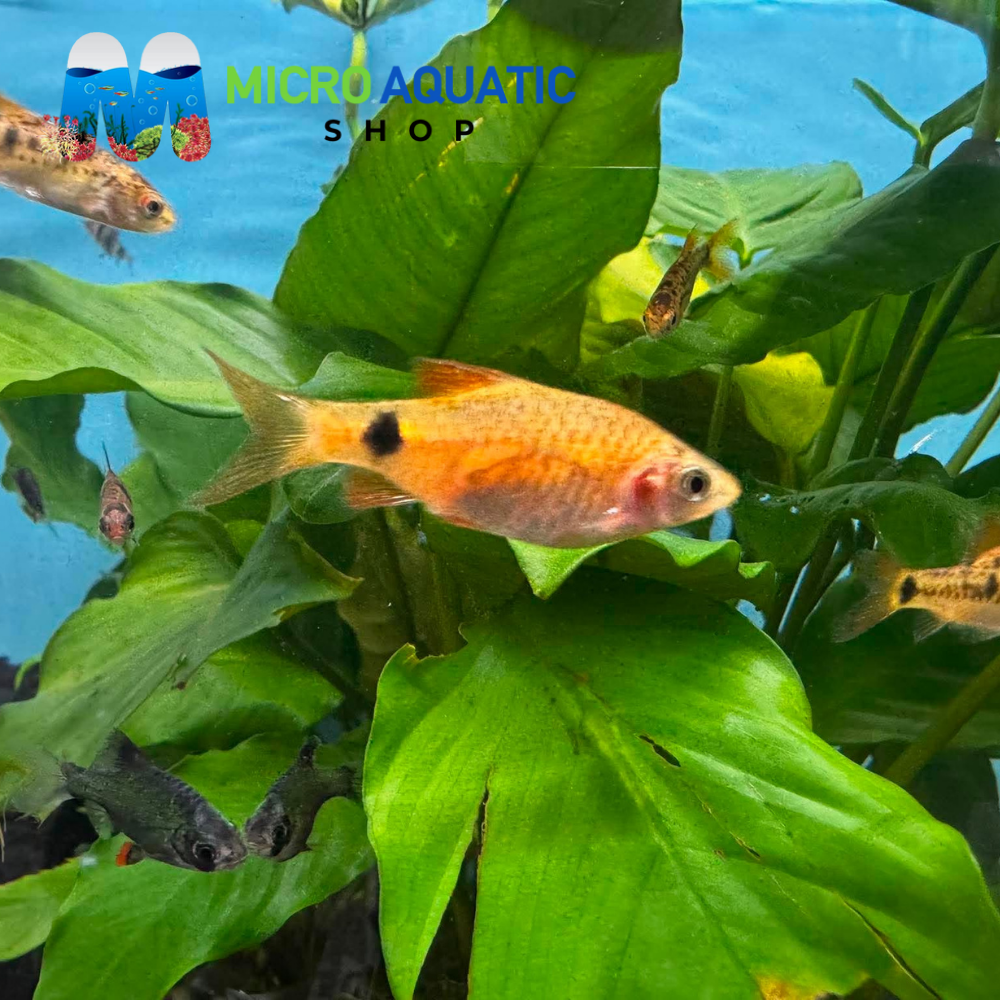 Barb - Rosy Golden 3-4cm