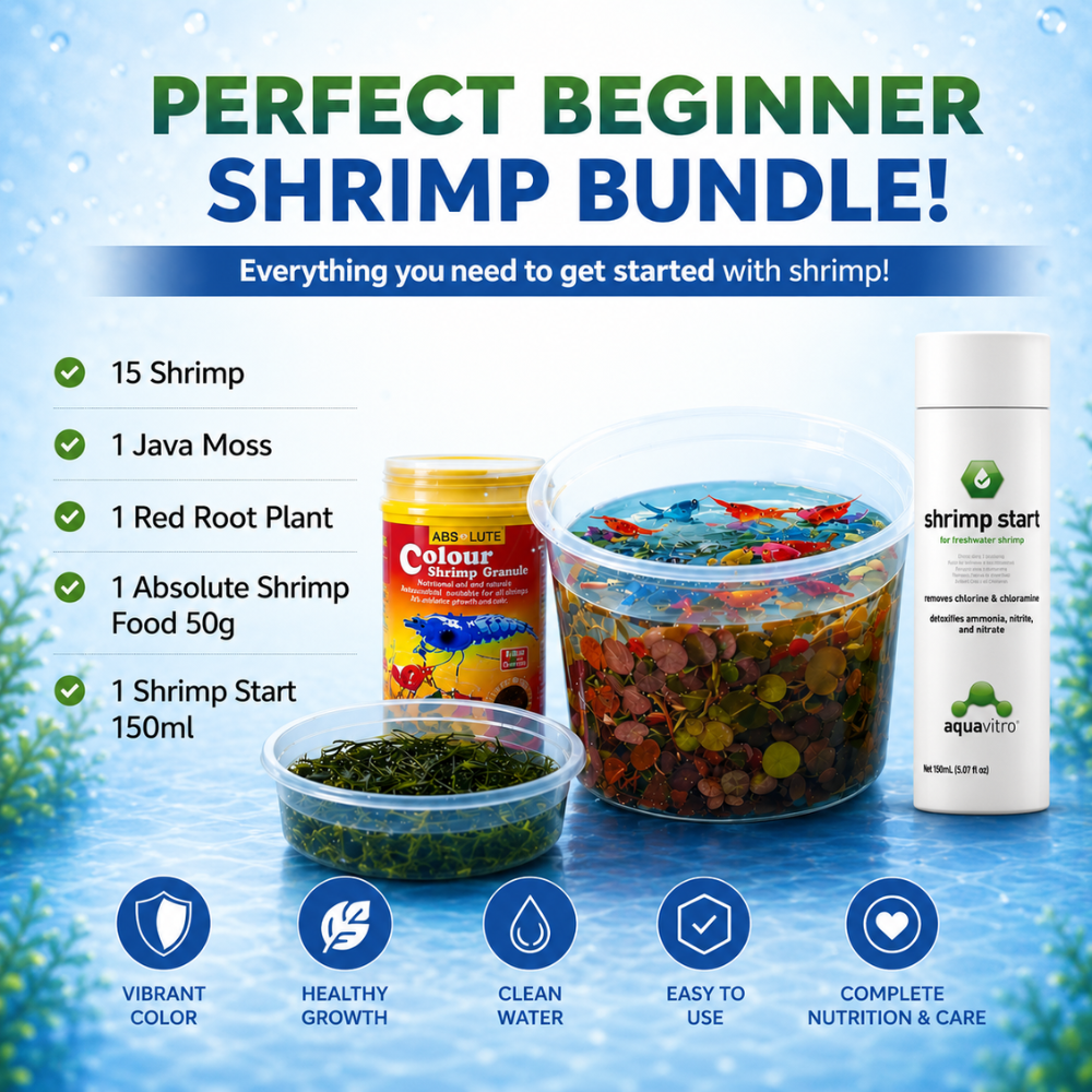 30% SAVE Red Cherry Shrimp Starter Bundle Micro Aquatic Shop