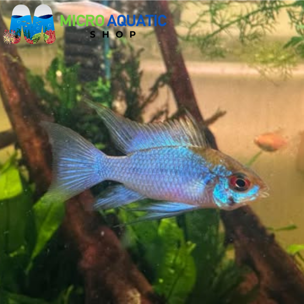 Dwarf Cichlid - Neon Blue Ram