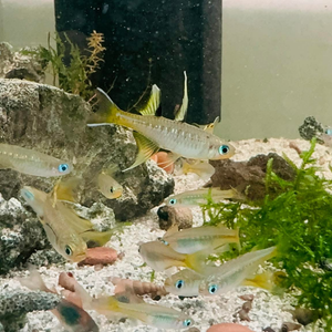 Pacific Blue Eyes Micro Aquatic Shop