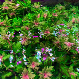 Rare Plant - Hygrophila triflora – Red Water Wisteria Micro Aquatic Shop