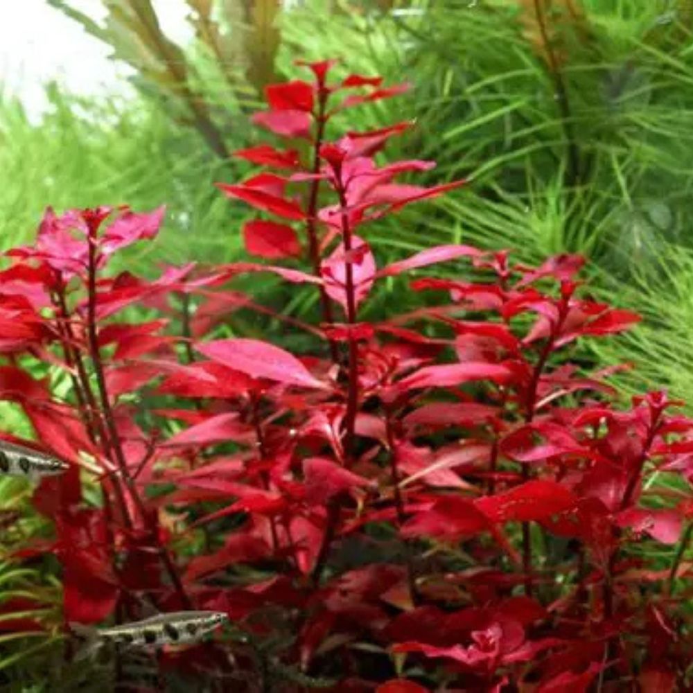 Ludwigia sp. Mini Super Red Micro Aquatic Shop