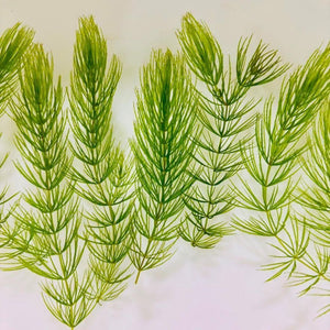 Foxtail - Hornwort Micro Aquatic Shop