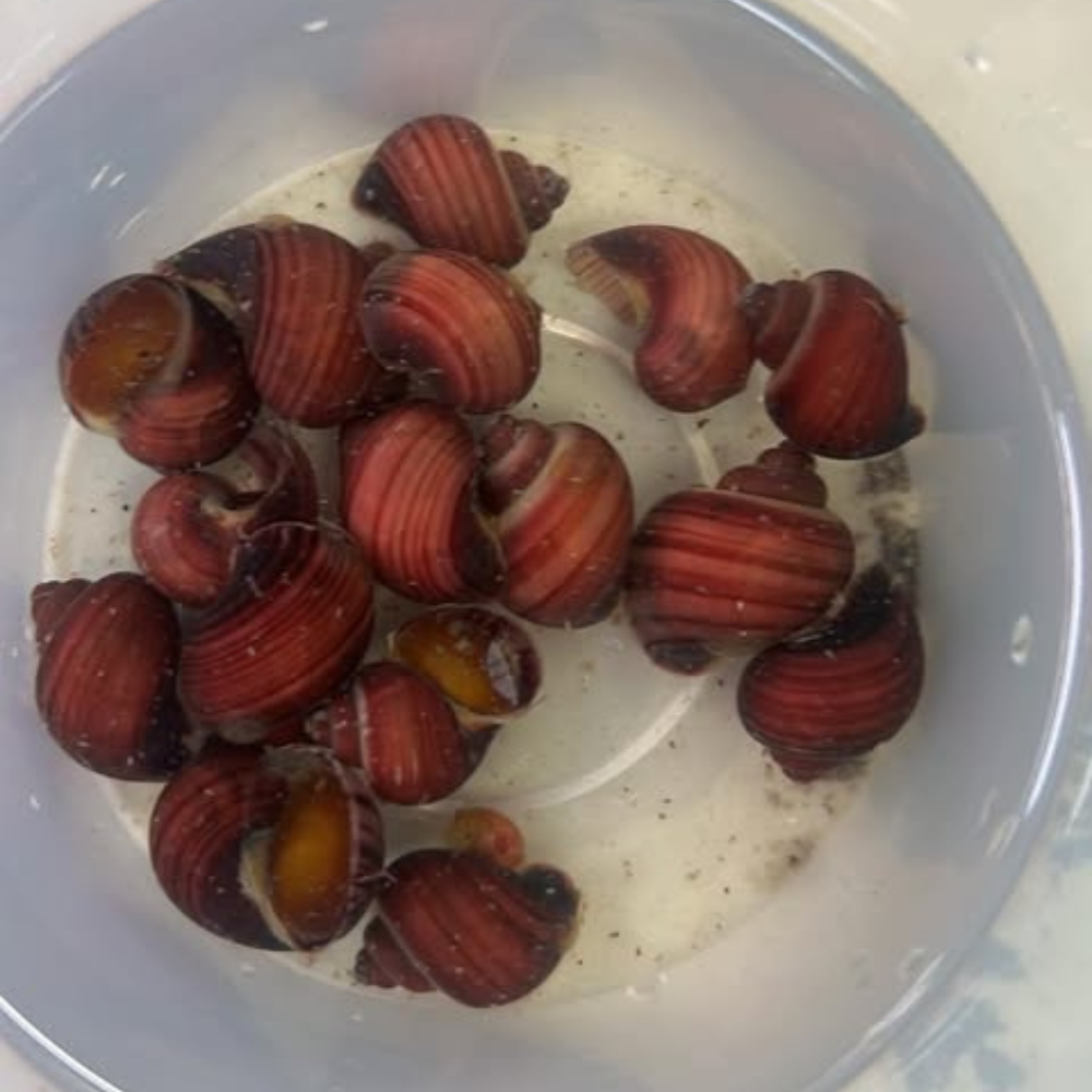 MAGENTA MYSTERY SNAILS - MEDIUM Pisces