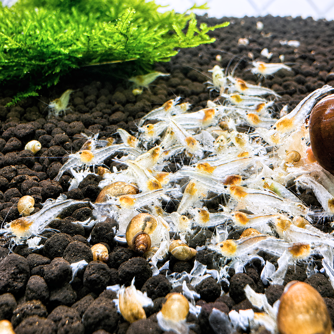 Cherry Shrimp - Snowball 1cm