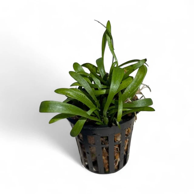 Sagittaria subulata - Dwarf Sagittaria