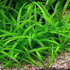 Dwarf Sagittaria - Sagittaria subulata Micro Aquatic Shop